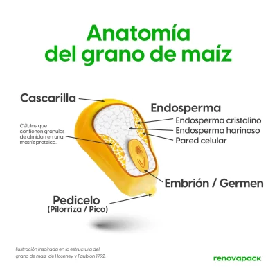 anatomia y estructura del grano de maiz - renovapack